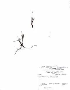 Hoppner's sedge thumbnail 4