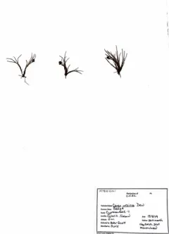 Bear Sedge thumbnail 4