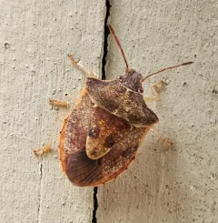 Dendrocoris humeralis thumbnail 3