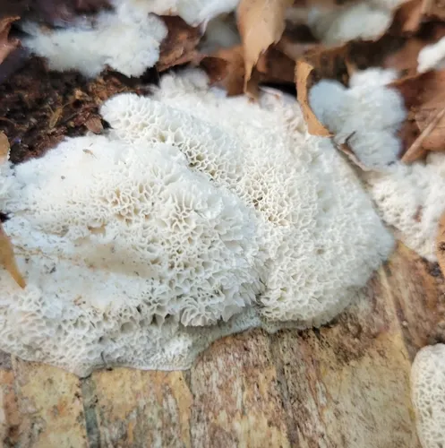 Frothy Porecrust