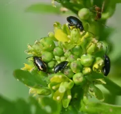 Striped Flea Beetle thumbnail 3