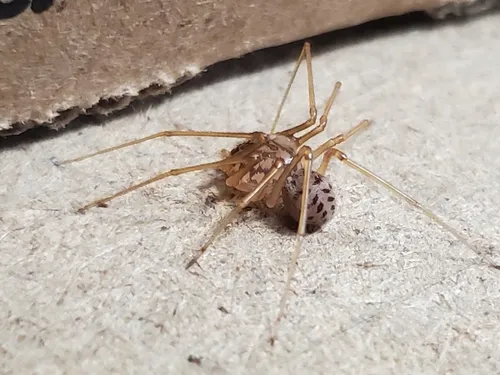 Scytodes univittata