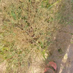 baby's-breath thumbnail 3