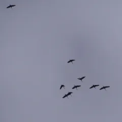 Sandhill Crane thumbnail 2