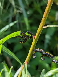 Willow Sawfly thumbnail 1