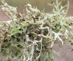 Ribbon Rag Lichen thumbnail 2