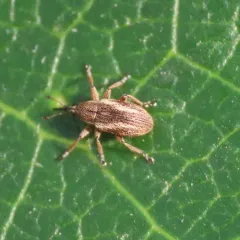 Scotch broom seed weevil thumbnail 3