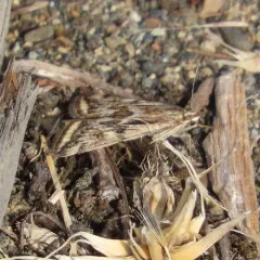 Alfalfa Webworm Moth thumbnail 4