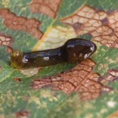 Cherry Slug Sawfly thumbnail 3