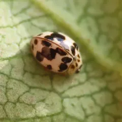 Western Fairy Lady Beetle thumbnail 4