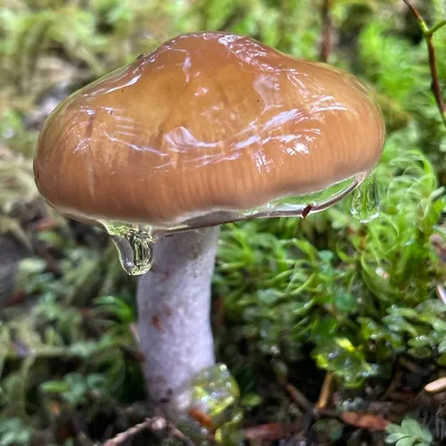 Cortinarius seidliae