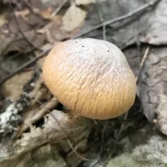 Wrinkled Cortinarius thumbnail 3