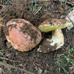 Spring King Bolete thumbnail 2