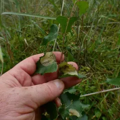 Amber-marked Birch Leaf-miner Sawfly thumbnail 3