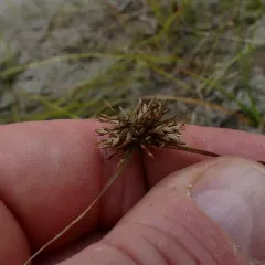 Great Plains Flatsedge thumbnail 4