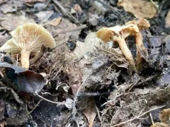 Lentinellus micheneri thumbnail 3