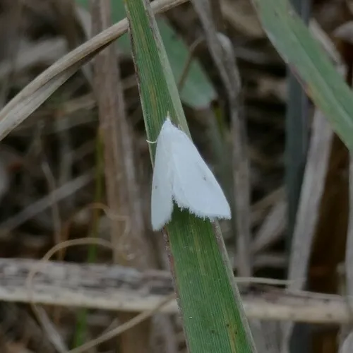 Leptosteges vestaliella