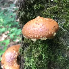 Hemistropharia albocrenulata thumbnail 3