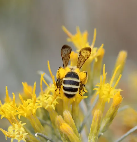 Earless Miner Bee
