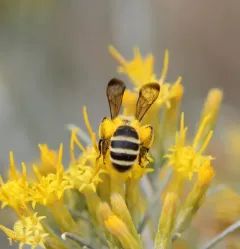 Earless Miner Bee thumbnail 1