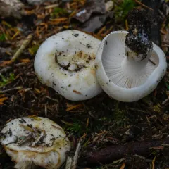 Russula crassotunicata thumbnail 4