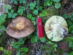 Russula serissima thumbnail 2