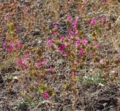 Nesom's Monkeyflower thumbnail 3