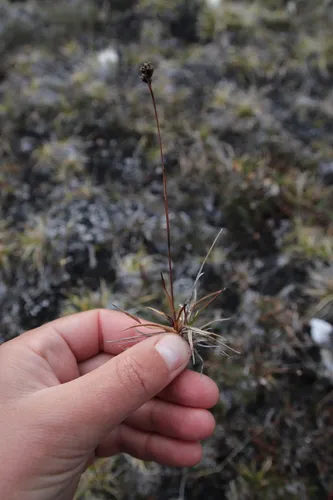 arctic wood-rush