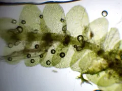 Meylan's Pouchwort thumbnail 3