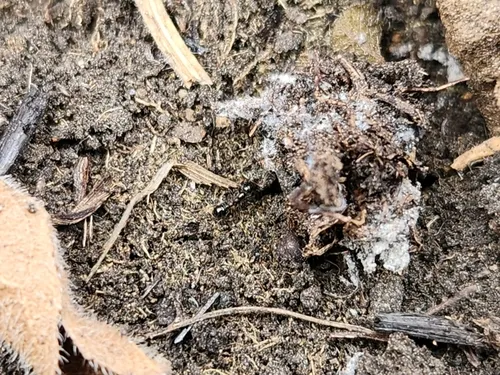 Pergande's Acorn Ant