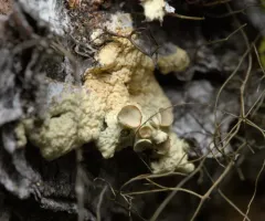 Mountain Candlewax Lichen thumbnail 2