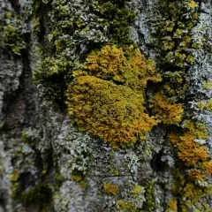 Powdery Sunburst Lichen thumbnail 4