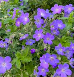 Meadow Crane's-bill thumbnail 3
