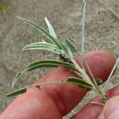 Striped Willow Leaf Beetle thumbnail 4