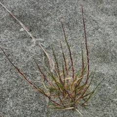Purple Sandgrass thumbnail 4