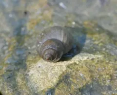 Marsh Pond Snail thumbnail 2