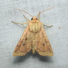 Yellow Three-Spot thumbnail 4