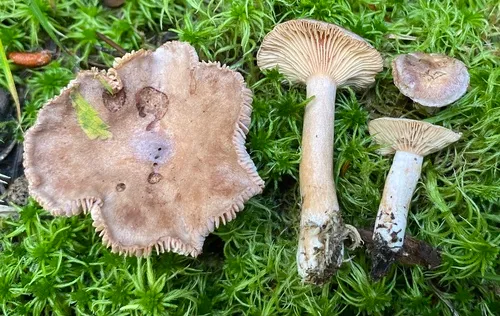 Lactarius hysginoides
