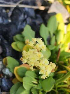 Klamath Mountain buckwheat thumbnail 4