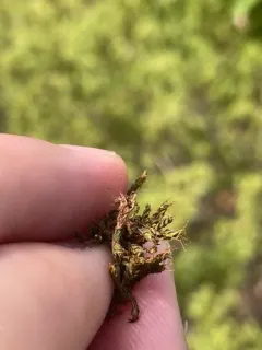 Norway Screw-Moss thumbnail 3
