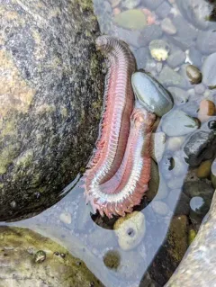 Clam Worm thumbnail 1
