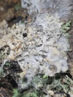 cobweb duster thumbnail 3