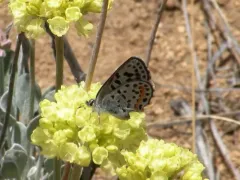 Bauer's Blue thumbnail 2