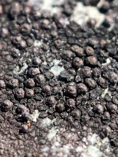 Drummond's rock pimple lichen thumbnail 3