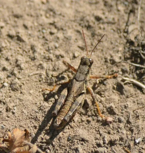 Mount Hood Short-wing Grasshopper