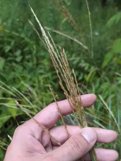 Chinese silver grass thumbnail 4