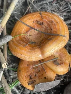 Lactarius zonarioides thumbnail 3