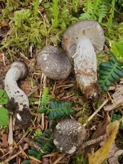 Hygrophorus inocybiformis thumbnail 2