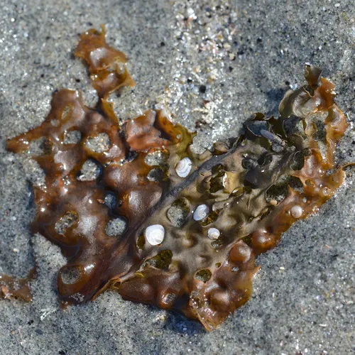 Sieve kelp