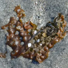Sieve kelp thumbnail 1